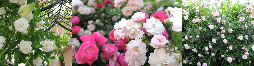「石巻」駅から徒歩3分。<br>
		  たくさんの花、バラ、ハーブに囲まれているピアノ教室です。